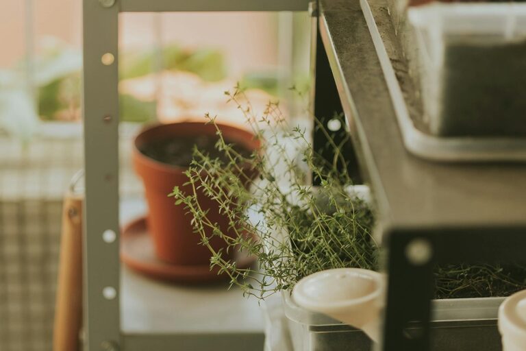 How to Start a Small Herb Garden Indoors: A Beginner’s Guide